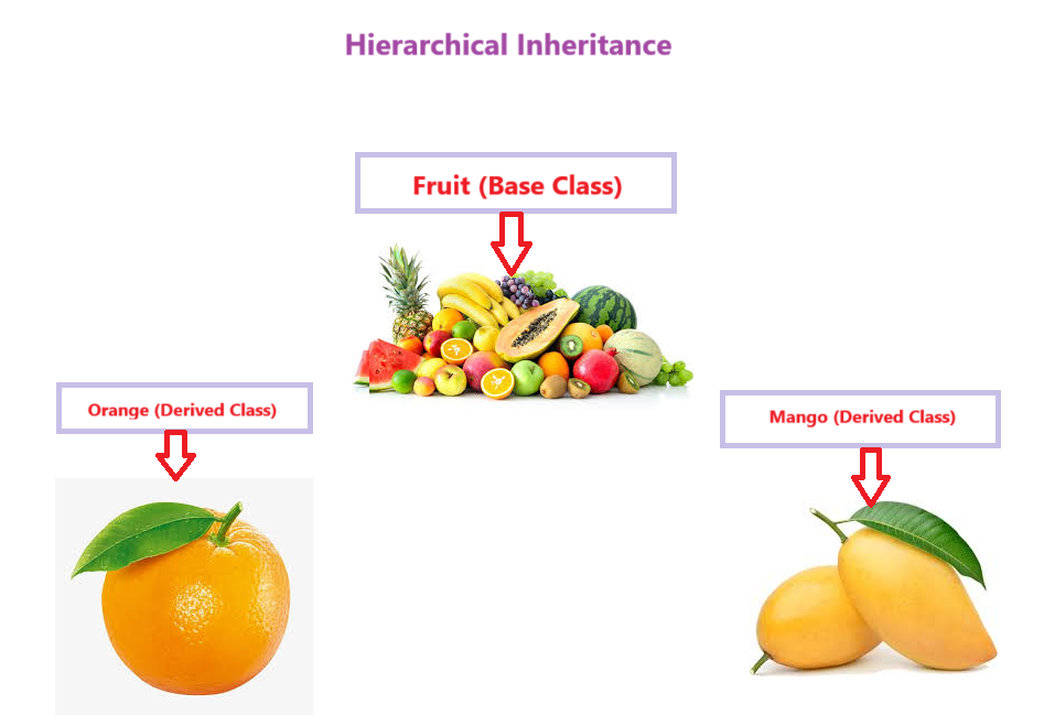 Hierarchical Inheritance in C#